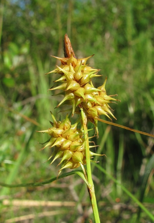 Image of Carex flava specimen.