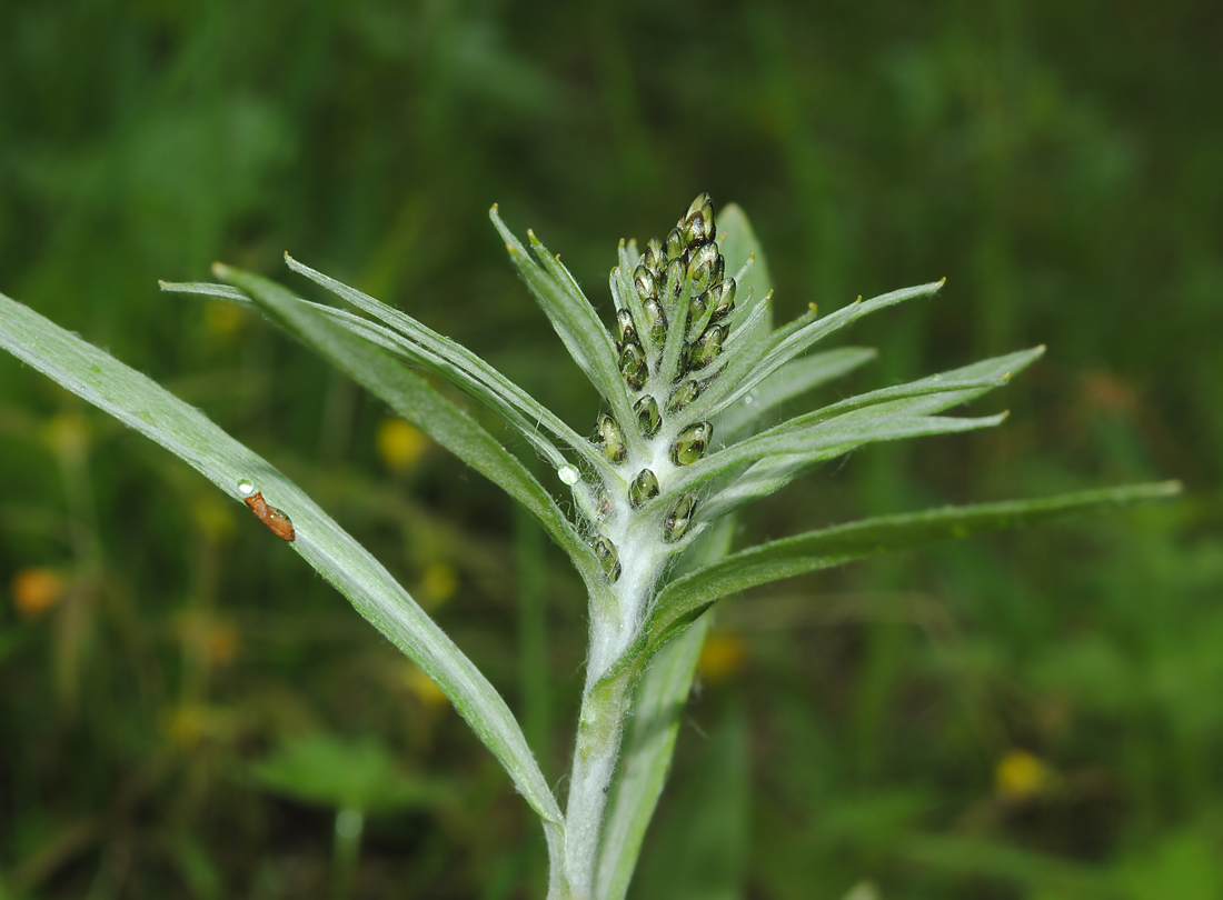 Image of Omalotheca norvegica specimen.