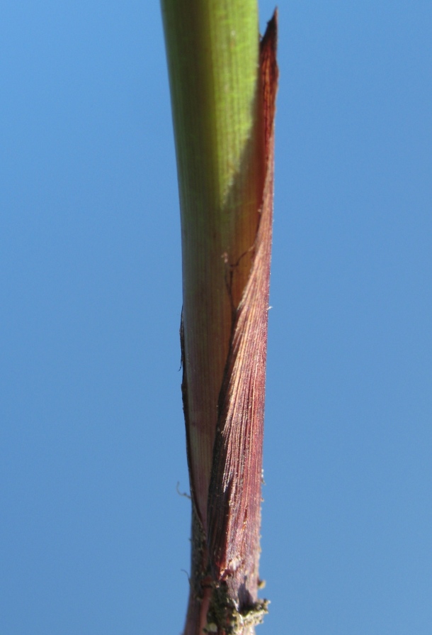 Image of Schoenoplectus triqueter specimen.