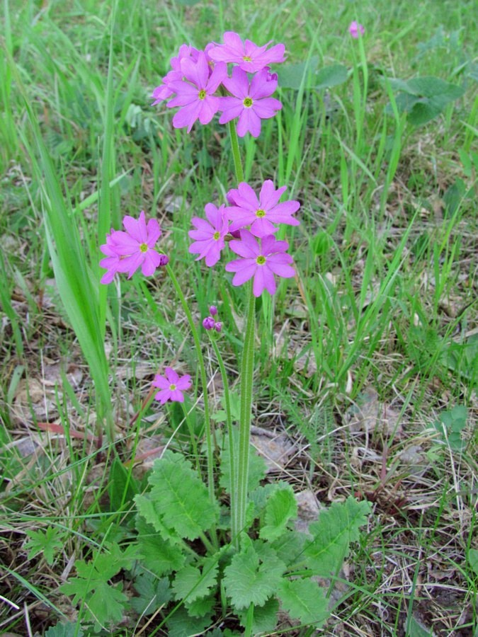 Изображение особи Primula cortusoides.