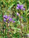 Campanula glomerata