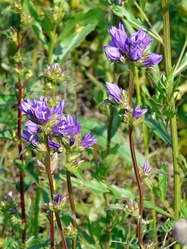 Изображение особи Campanula glomerata.
