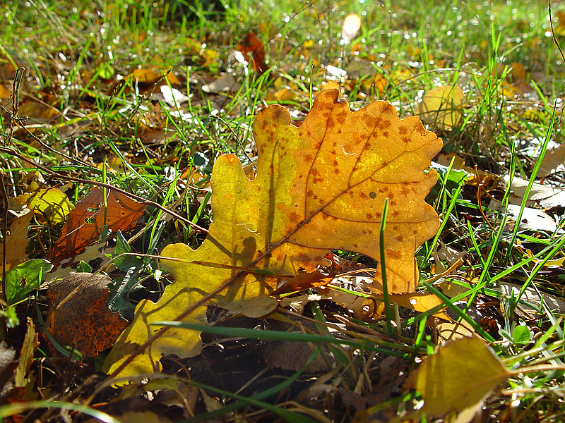 Image of Quercus robur specimen.