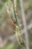 Image of taxon representative. Author is Денис Мирин