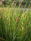 Typha minima