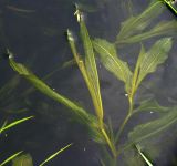 Potamogeton &times; babingtonii