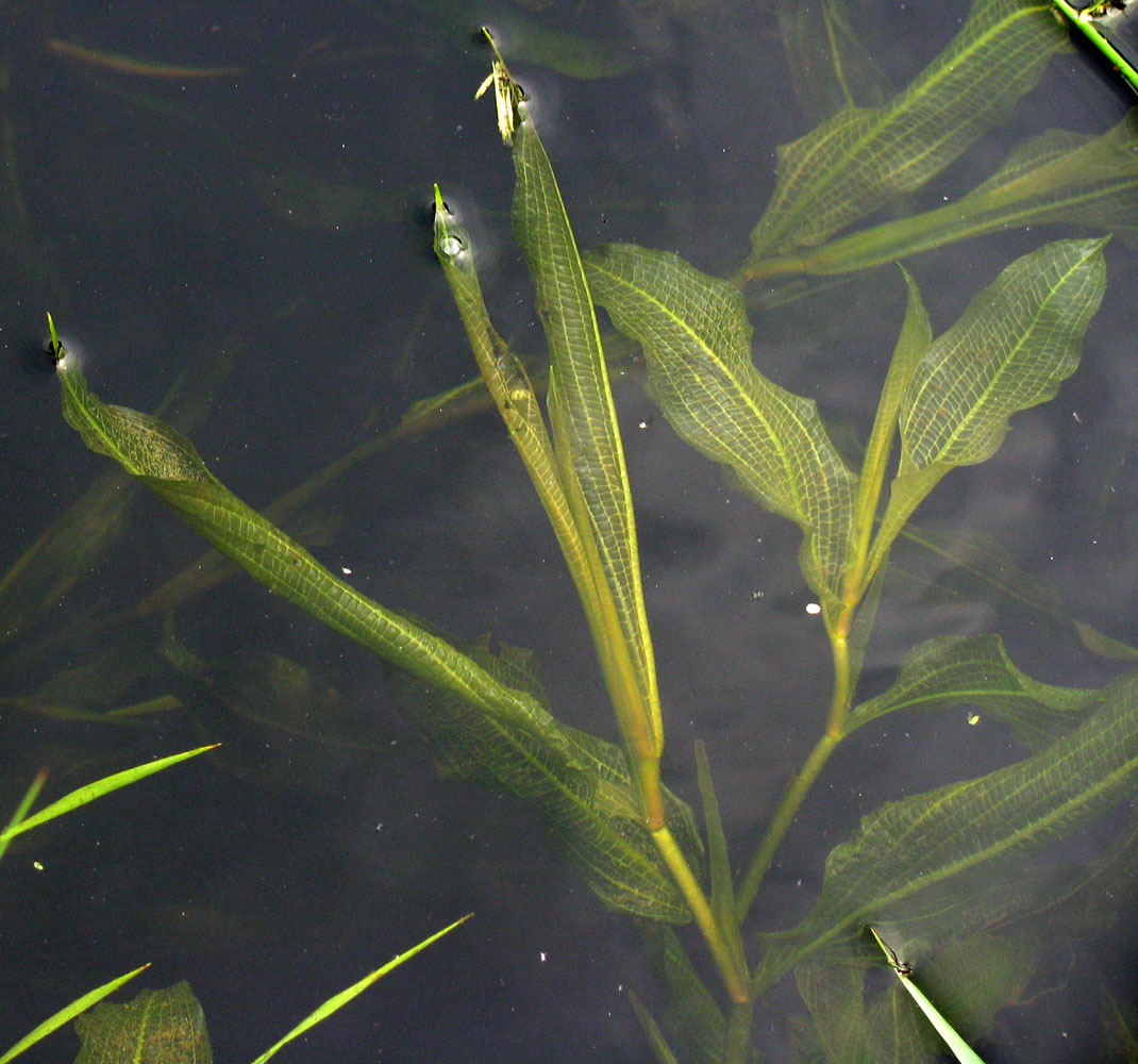 Image of Potamogeton &times; babingtonii specimen.