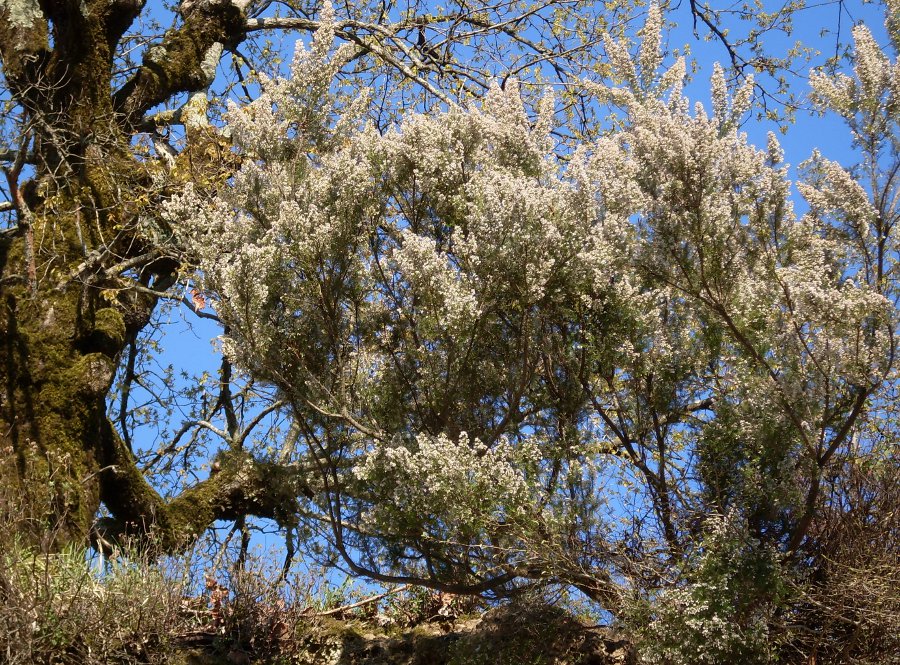 Image of Erica arborea specimen.