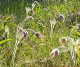 Pulsatilla vulgaris