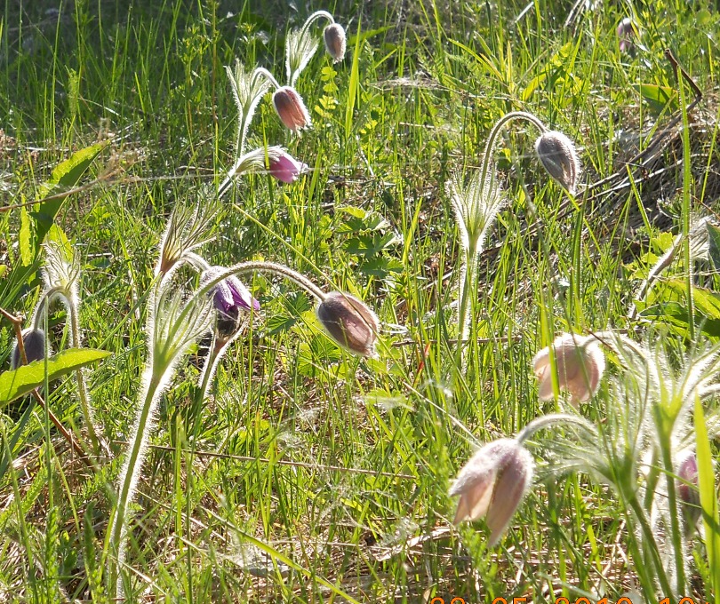 Image of Pulsatilla vulgaris specimen.