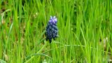 Muscari neglectum