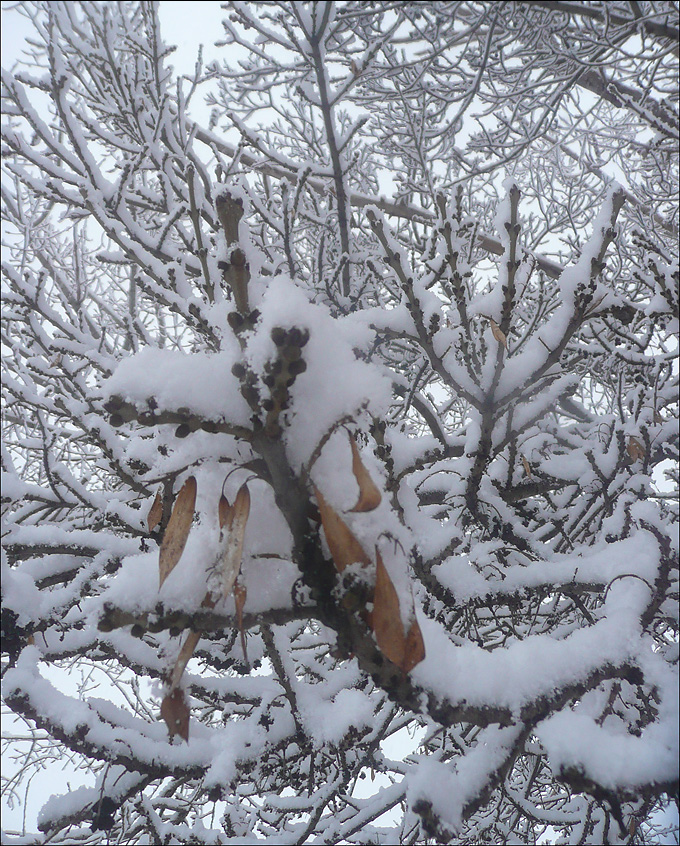 Image of Fraxinus excelsior specimen.