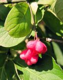 Euonymus europaeus. Часть побега с плодами. Украина, Ровенская область, опушка леса. 22 сентября.