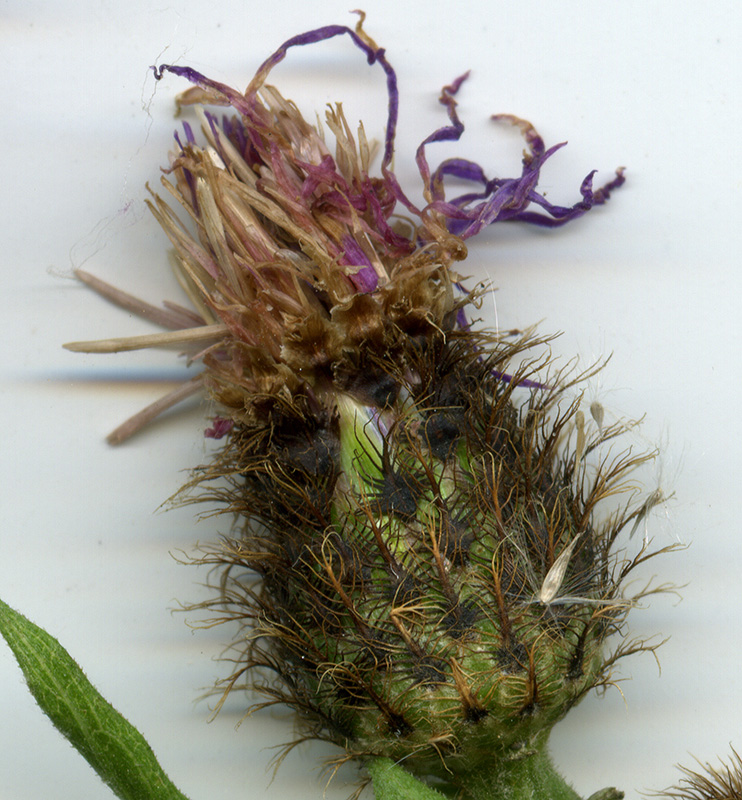 Image of Centaurea phrygia specimen.