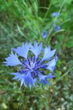 Centaurea cyanus. Соцветие. Украина, Черниговская обл., Козелецкий р-н, с. Отрохи, рудеральное сообщество. 21 июня 2011 г.