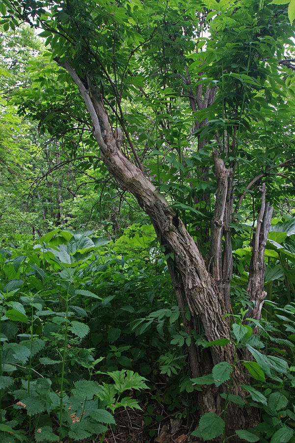 Image of Sambucus miquelii specimen.