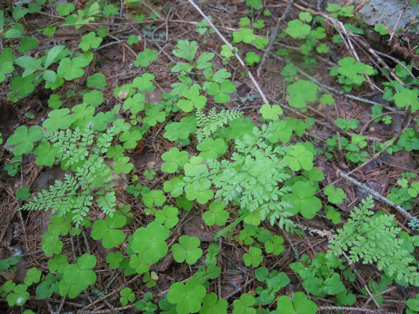 Image of Rhizomatopteris sudetica specimen.