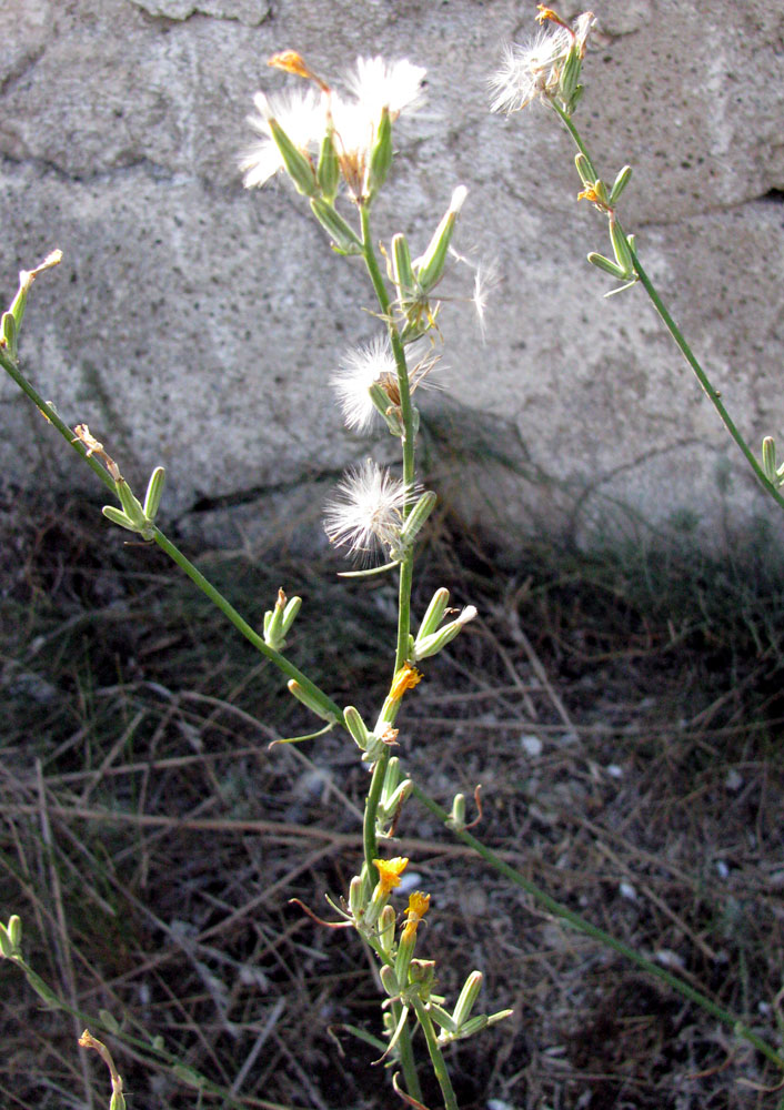 Изображение особи Chondrilla juncea.