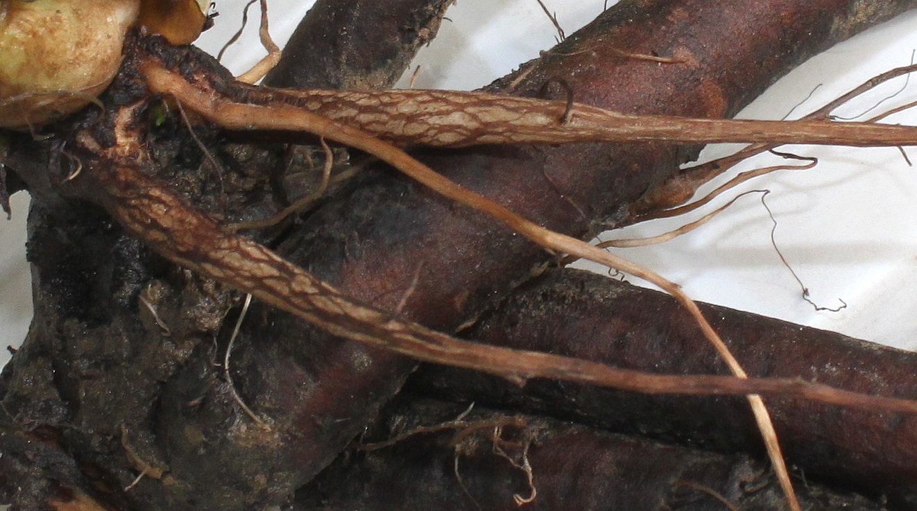 Image of Symphytum officinale specimen.