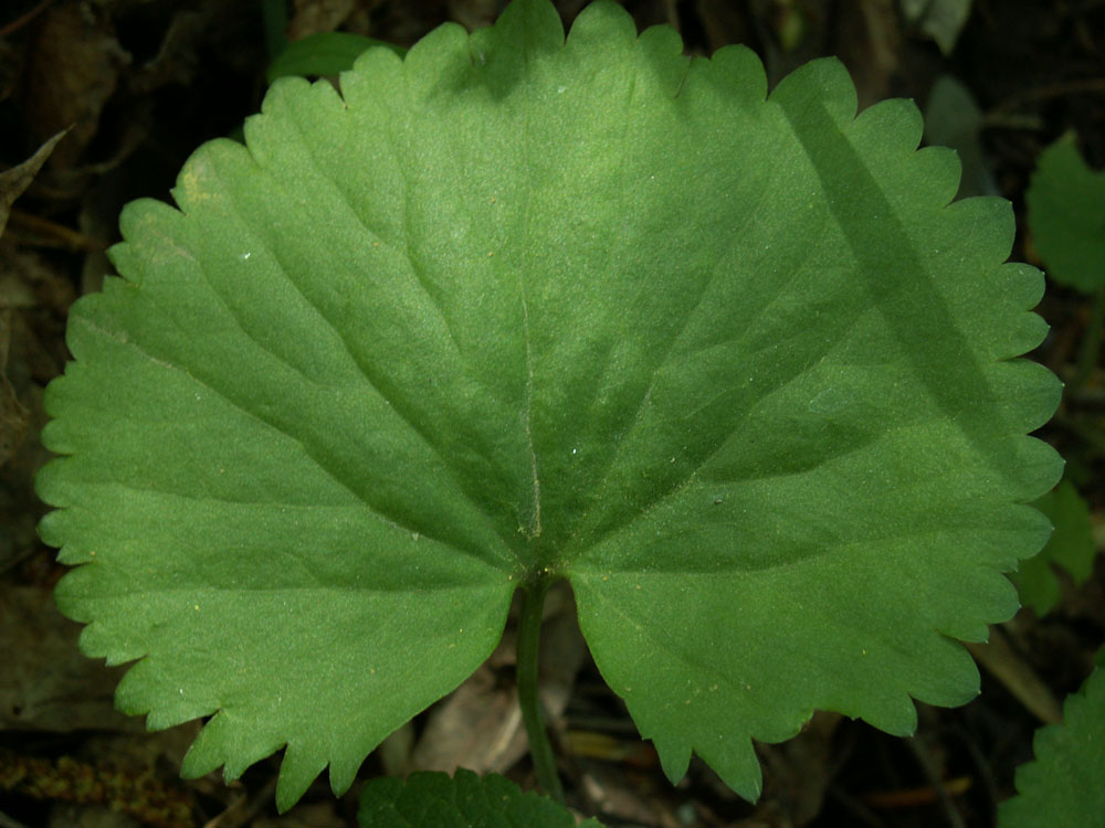 Image of Ranunculus cassubicus specimen.