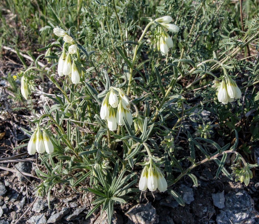 Изображение особи Onosma simplicissima.