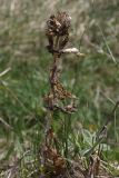 Gentiana cruciata