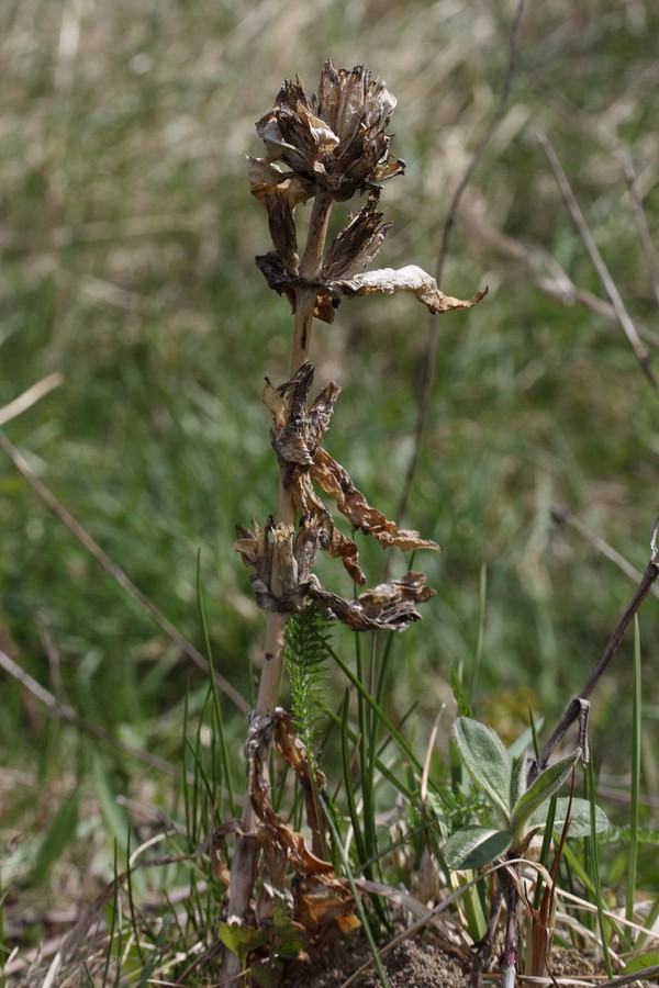 Image of Gentiana cruciata specimen.