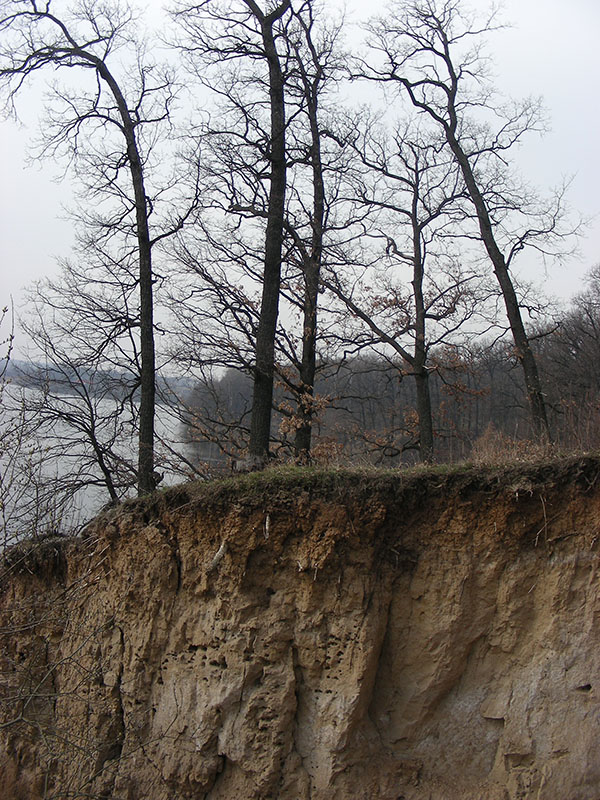 Изображение особи Quercus robur.