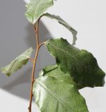 Elaeagnus pungens. Верхушка побега. Германия, г. Кемпен, в культуре. 25.05.2012.