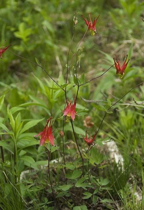 Image of Aquilegia canadensis specimen.