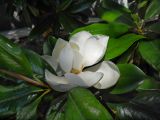 Magnolia grandiflora