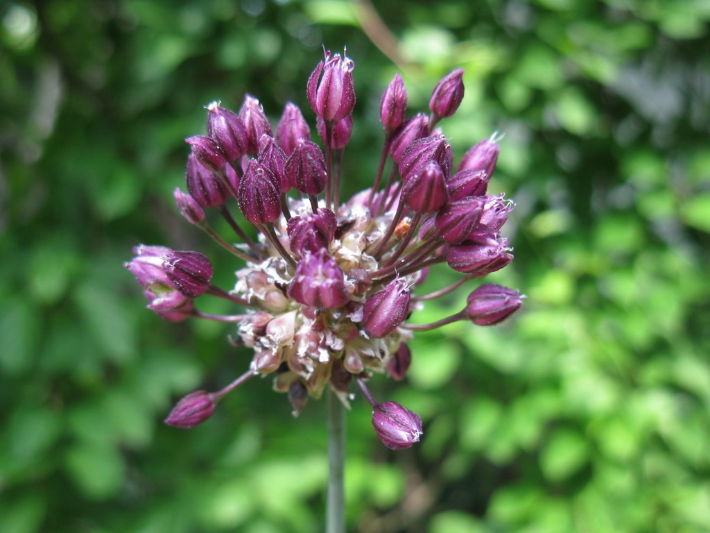 Изображение особи Allium scorodoprasum.