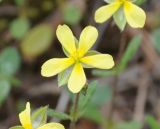 Helianthemum ledifolium