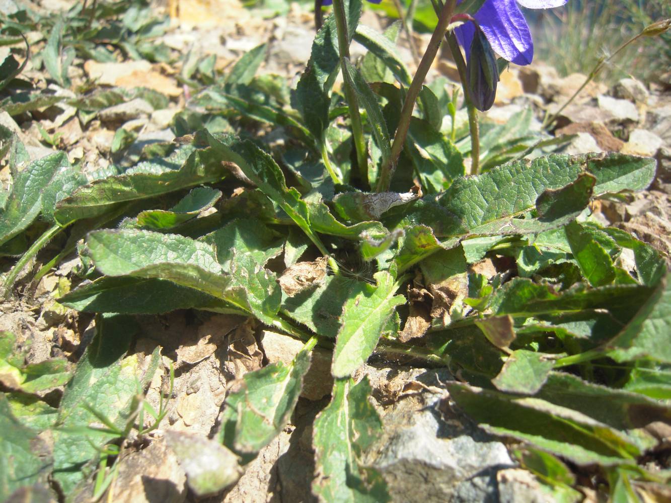 Изображение особи Campanula collina.