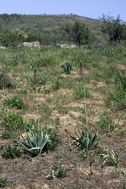 Image of Eremurus regelii specimen.