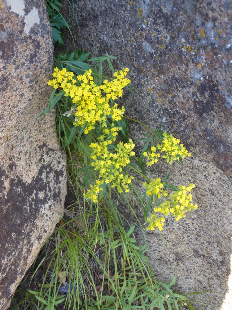 Image of Patrinia rupestris specimen.