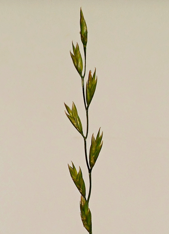 Изображение особи Festuca pratensis.