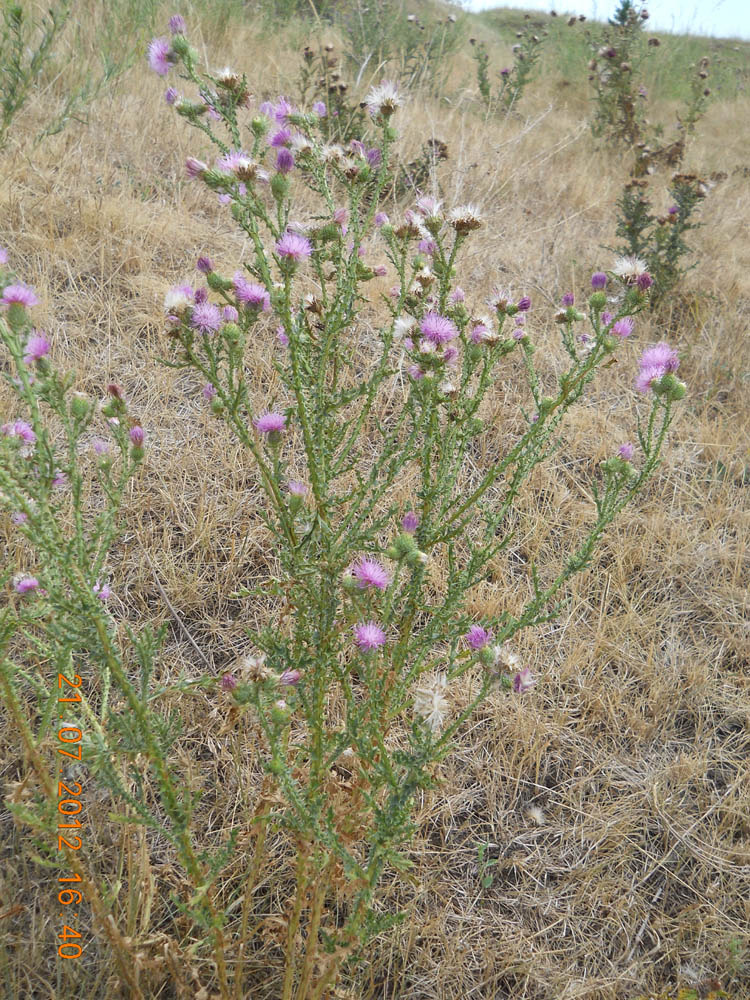 Изображение особи Carduus acanthoides.