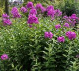 Phlox paniculata