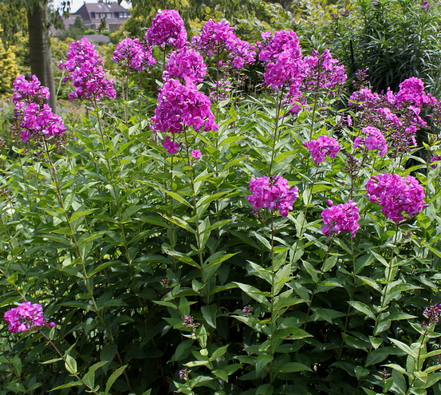 Изображение особи Phlox paniculata.