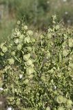 Stubendorffia orientalis. Соплодия. Южный Казахстан, нижний Боролдай, 2 км выше пос. Коктюбе. 02.06.2012.