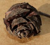 Metasequoia glyptostroboides. Прошлогодняя шишка. Германия, г. Кемпен, в парке. 09.09.2012.
