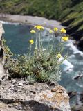Helichrysum stoechas