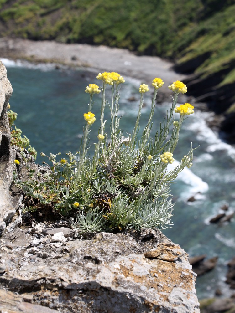 Image of Helichrysum stoechas specimen.