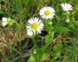 Erigeron strigosus. Верхушки растений с соцветиями. Венгрия, Боршод-Абауй-Земплен, территория автозаправки в окр. г. Мишкольц. 01.09.2012.