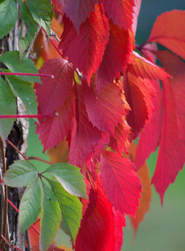 Изображение особи Parthenocissus quinquefolia.