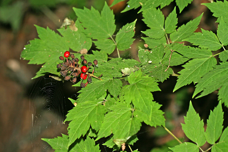 Image of Actaea erythrocarpa specimen.