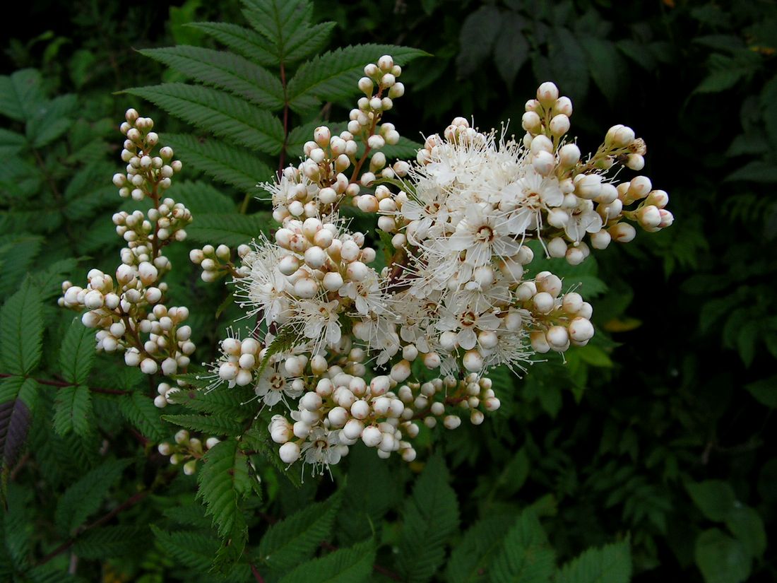 Изображение особи Sorbaria sorbifolia.