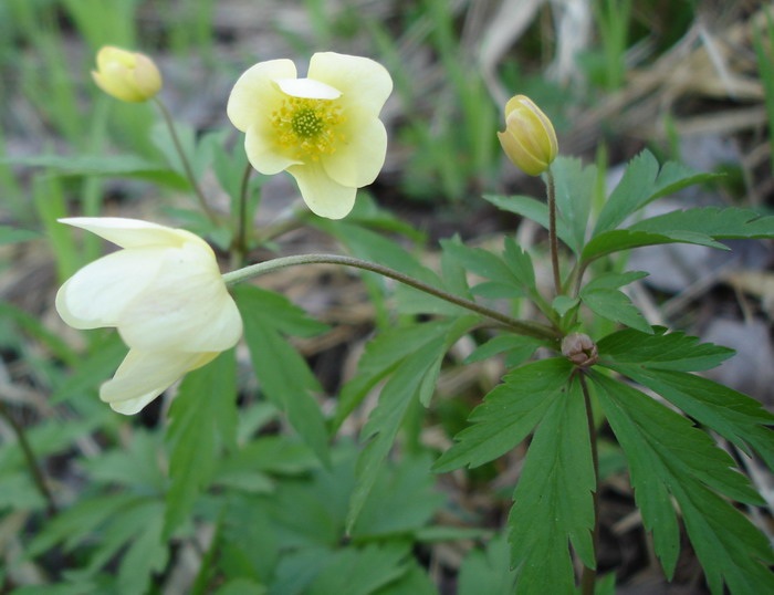 Изображение особи Anemone &times; lipsiensis.