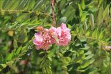 Robinia viscosa